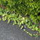去年の秋の舗道に植物 (2)