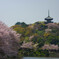 桜とお寺