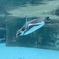 愛媛 とべ動物園