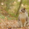 冬のふわふわ猫