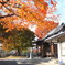 中俣神社、紅葉桜の当たり年
