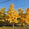 野良イチョウの乱舞