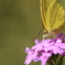 この花がお気に入り