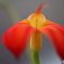 園の花