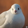 野鳥