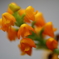 園の花