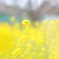 菜の花 *