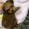 ALAMI OF SAKURA JP ティーカッププードル♀18/10/14