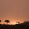 Like the savanna