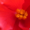 園の花