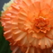 園の花