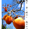 俳諧歳時記A123・・♪