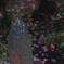 残る　その142