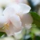 春待つ心　