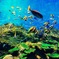 空飛ぶ魚