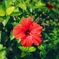 IMG_0330_Fotor