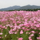 群れ～秋桜～