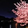 河津桜 ライトアップ