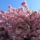 河津桜 昼間
