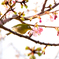 河津桜とメジロ