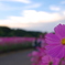 秋桜ロード