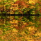 鎌池紅葉19