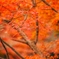 紅葉の季節