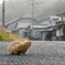 もやっとしたお天気