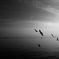 海と鳥