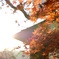 紅葉2