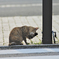吾輩は猫である、ニャー # 384