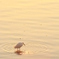 夕日を浴びて