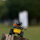 IMGP7295
