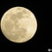 今夜の満月