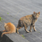 吾輩は猫である、ニャー # 388