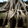 Ta Prohm 06　生命力