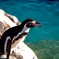 フンボルトペンギン