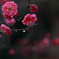 冬の雨あがり。