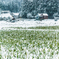 穭田に雪がつもる