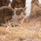 ねこさん