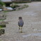 ゴイサギの幼鳥