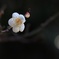 春の雫。