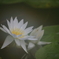 花便り　- 結露の睡蓮 -