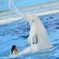 シロイルカのショー