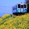 双海の菜の花満開