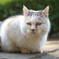オッサンねこ