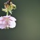 河津桜