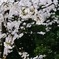 舞う桜