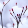 雪の花