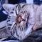 舌を出して寝る猫